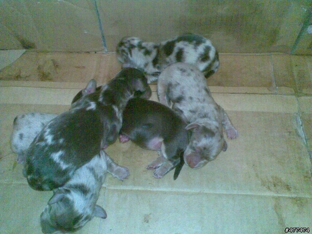 我家臘腸生了 分享一下^^