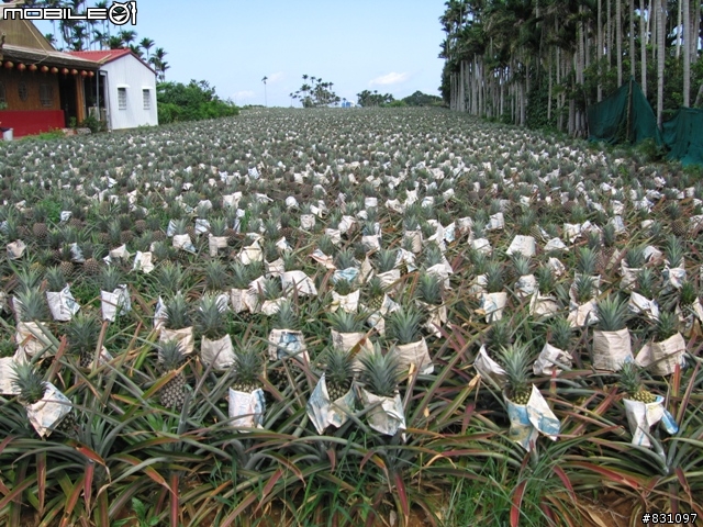 [遊記]20090627八卦山國家風景區139全線、加碼集集綠色隧道－中寮－南投139線(女王篇)