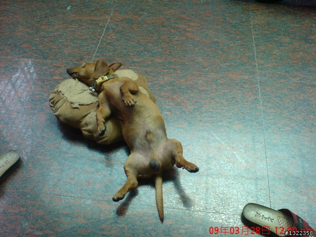 臘腸簽到處,把愛犬秀出來吧!