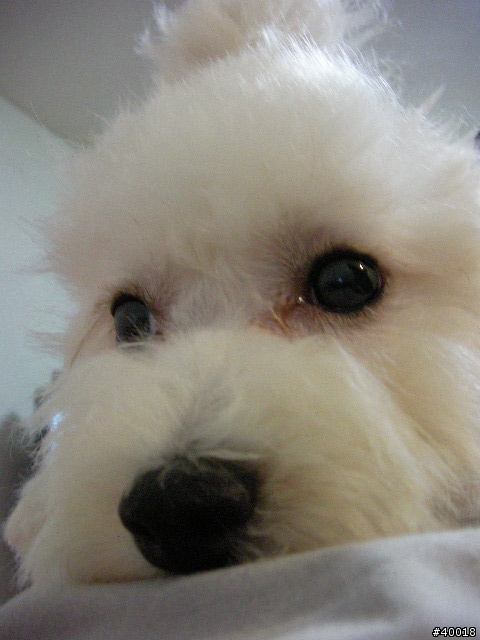 台南有人養比熊犬嗎?