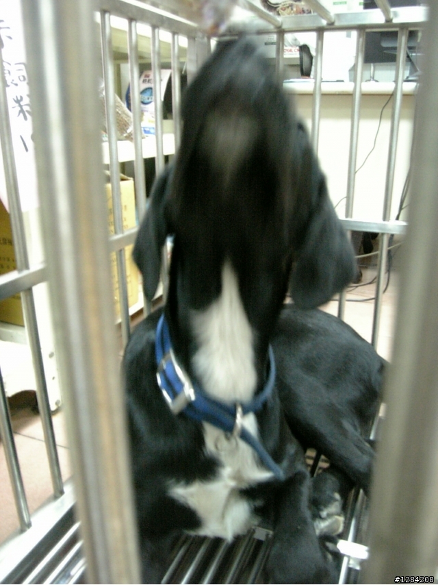 【認養】拉不拉多犬(黑/混) 認養