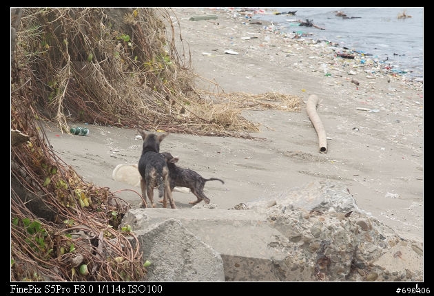 消波塊幼犬求生記（以圖代文）