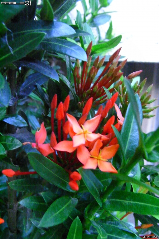 園藝達人，請問這株小紅花的品種?