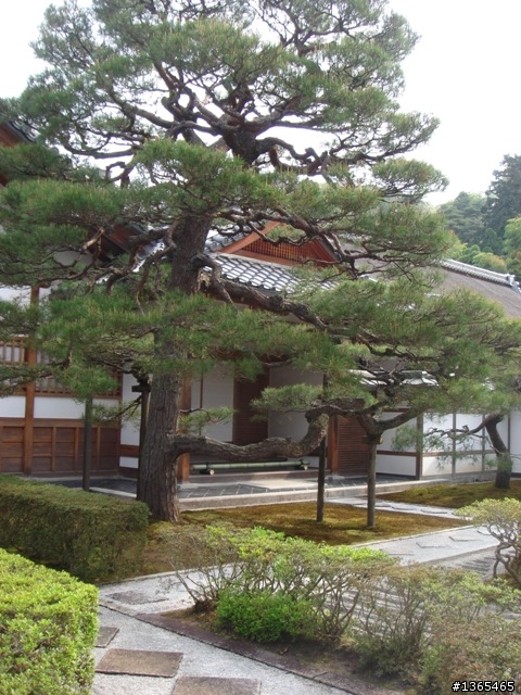 {國外 遊記} 日本賞櫻 第四天 銀閣寺 + 金閣寺 + 箱根強羅公園