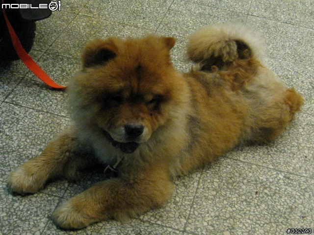 [桃園]走失的鬆獅犬～桃園市桃鶯路<6/15已被領養>