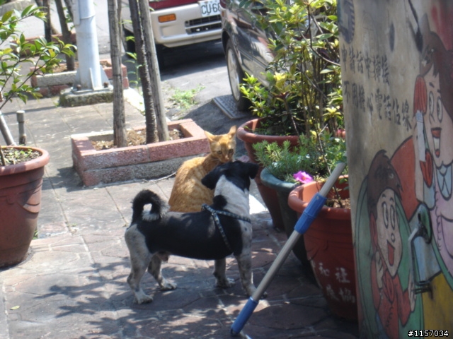 (急)協尋失蹤愛犬!!(毛色黑白相間的西施犬)