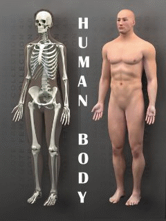 [240X320]Human Body:人體的主題