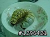 6/7(日) "緬懷阿扁"尋訪昆蟲聖地~藤枝