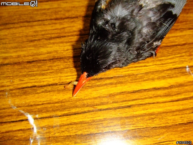 貼一些鳥鳥