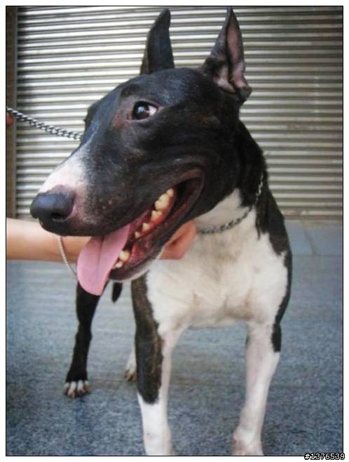 [認養] 三歲可愛牛頭梗(賤狗咆)大牛免費認養喔!