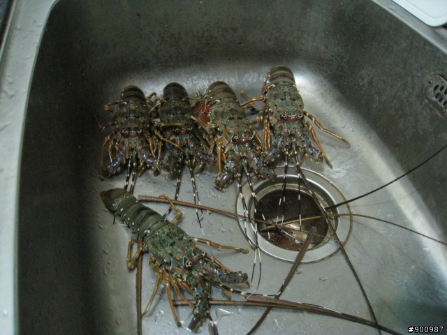 請教達人,龍蝦如何料理???