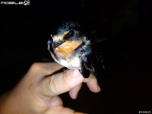 貼一些鳥鳥