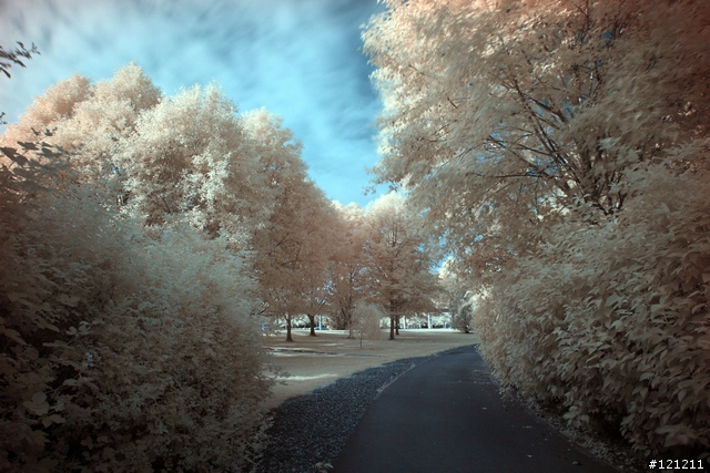 誰說Canon不能紅外線攝影，Canon EOS 5D + Hoya R72