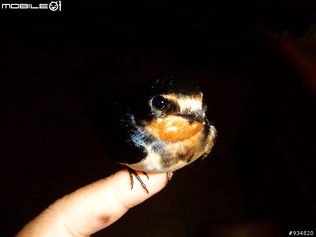 貼一些鳥鳥