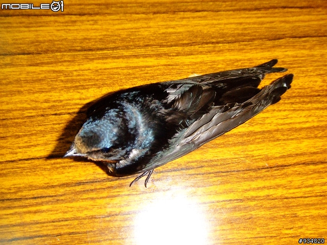 貼一些鳥鳥