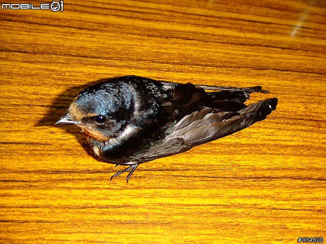 貼一些鳥鳥