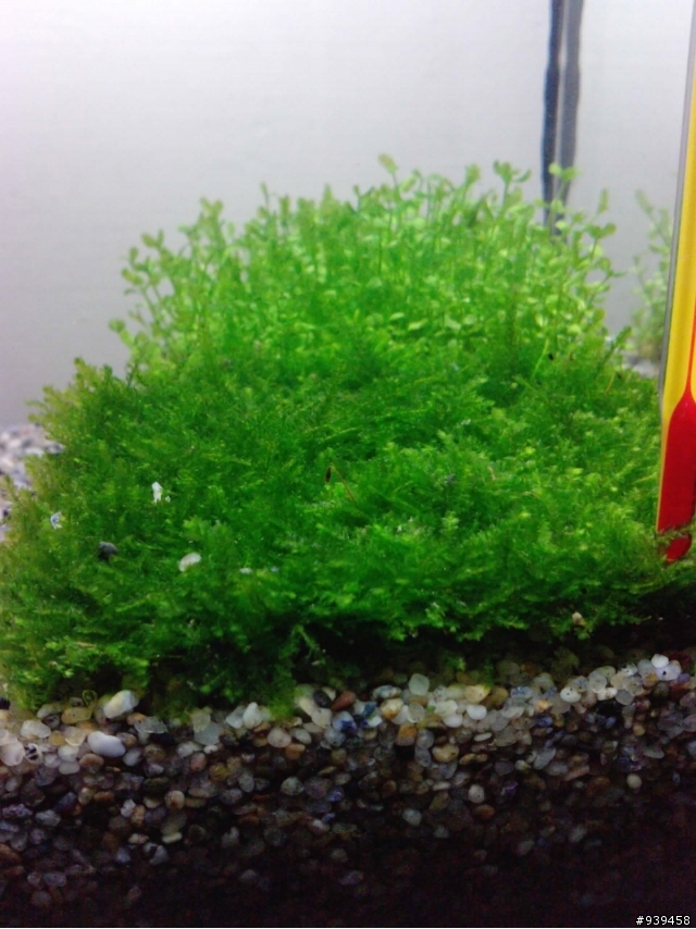 我新設的小魚缸