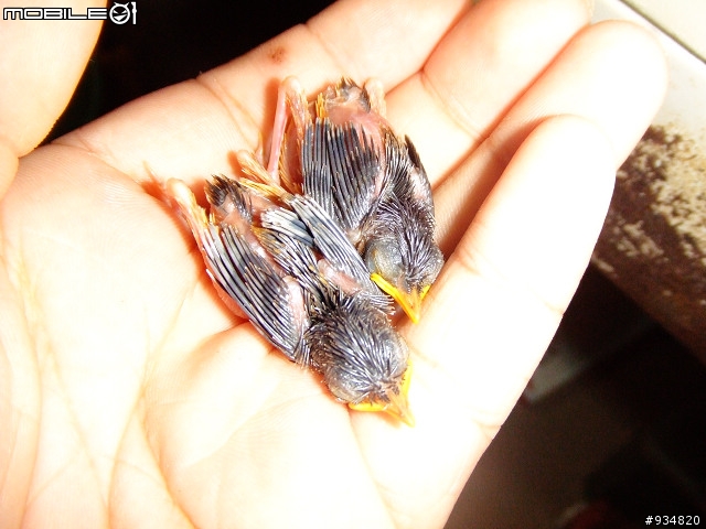 貼一些鳥鳥