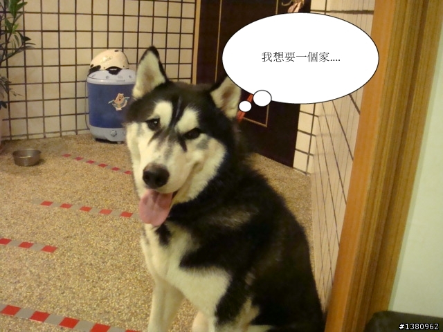 急~~(認養)哈弟弟要找一個家!!(不認養也請幫我轉寄!!)