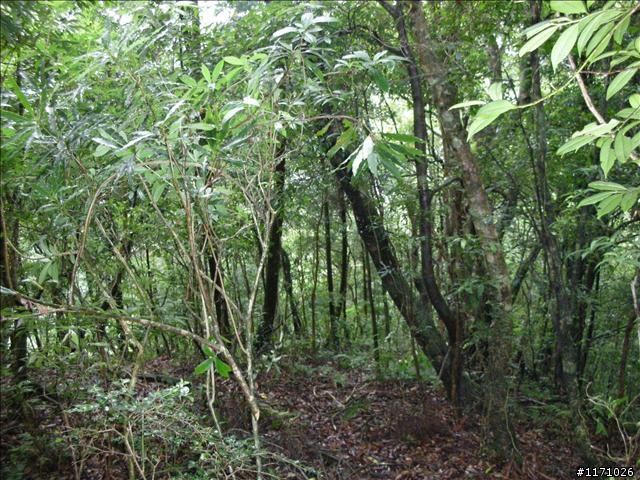 西坑越嶺  (探勘篇)