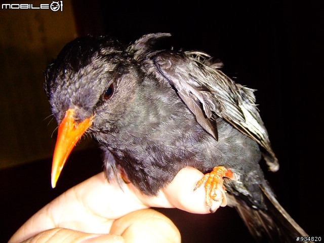 貼一些鳥鳥
