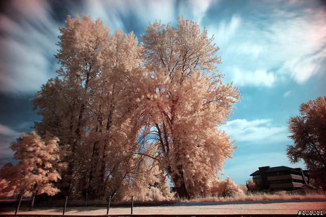 誰說Canon不能紅外線攝影，Canon EOS 5D + Hoya R72