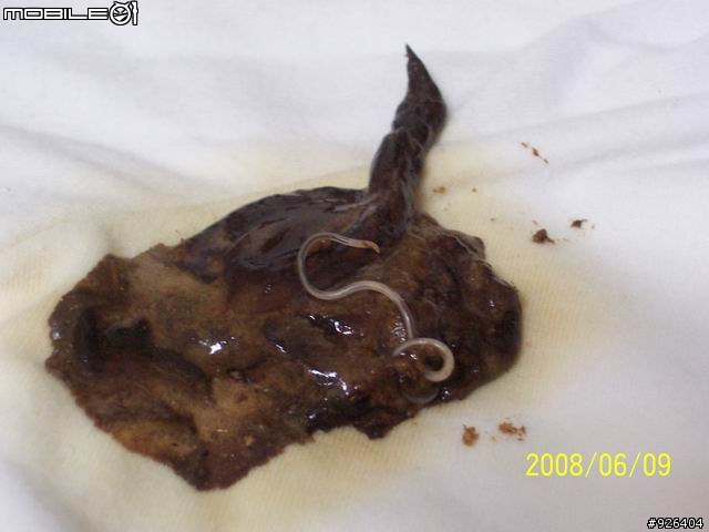 老男人與小幼貓..... 水煙殺蟲和馬路(兩歲)