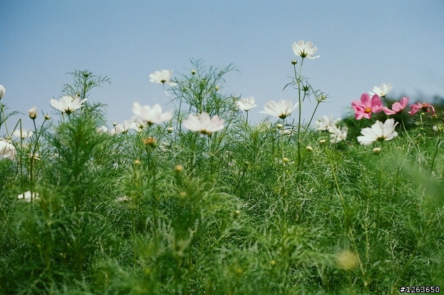 [分享]CANON FD A-1 50mm1.4 + 實拍 終於讓我等到你了(更新 155A合體
