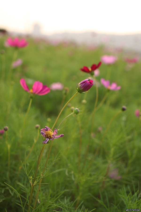 [開箱]Sigma 50mm/f1.4 EX DG 不負責任PK Canon 50mm/f1.8 II