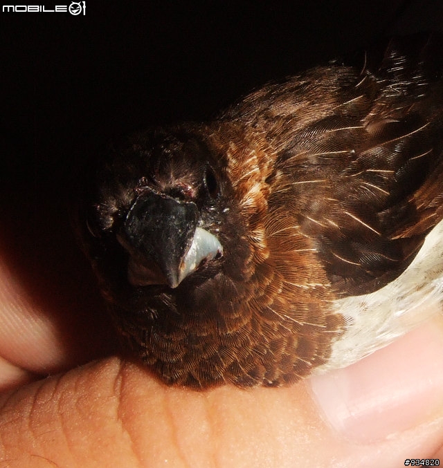 貼一些鳥鳥