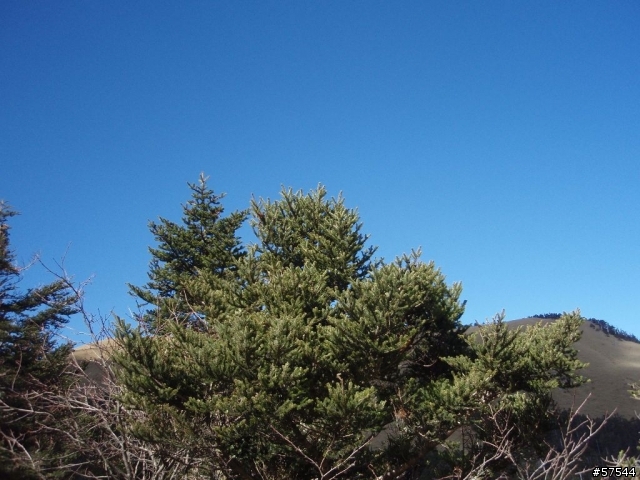 老姐的E-500   合歡山