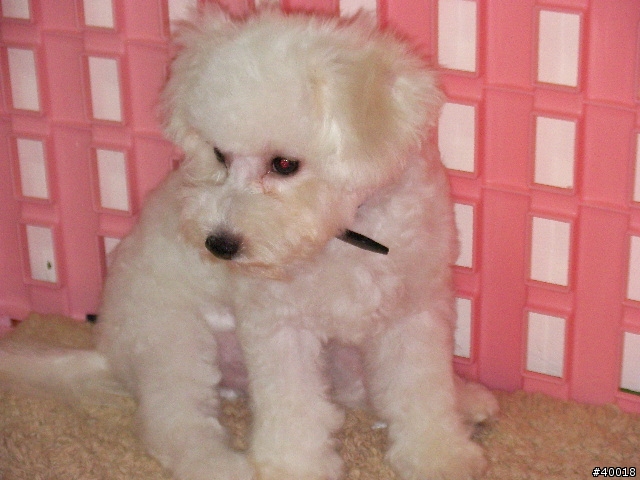 台南有人養比熊犬嗎?