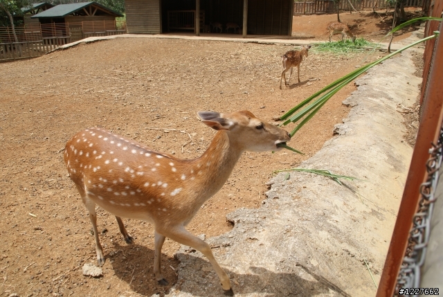 大家來拍梅花鹿....