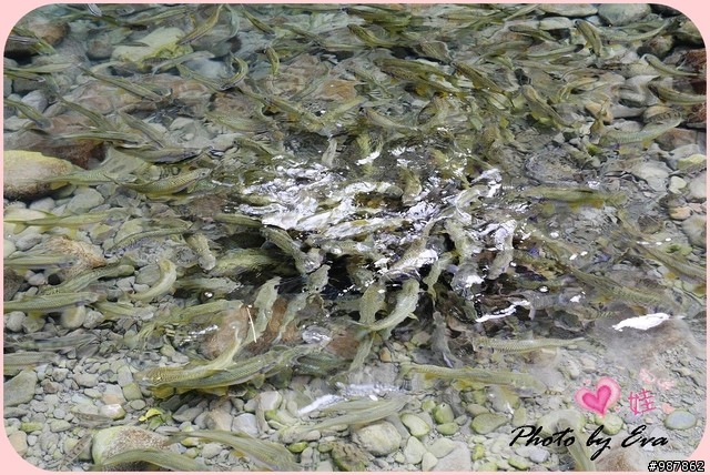 [分享] 阿里山 達娜伊谷自然生態保育公園 固魚真的好多啊！