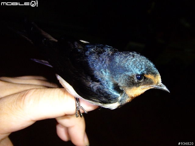 貼一些鳥鳥
