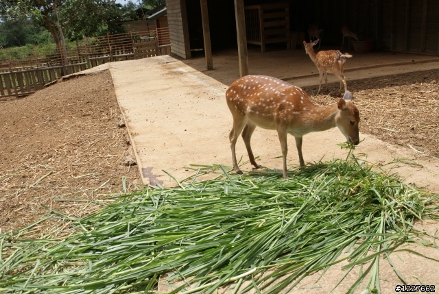大家來拍梅花鹿....