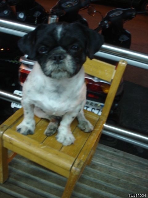 (急)協尋失蹤愛犬!!(毛色黑白相間的西施犬)