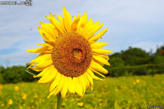 當500D 遇上 17-40mm f4 L USM