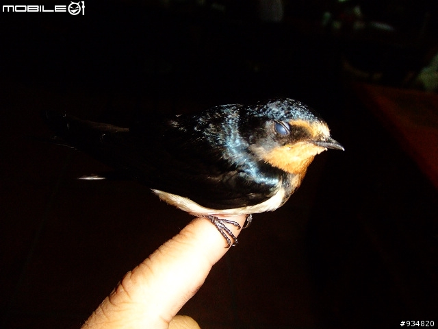貼一些鳥鳥