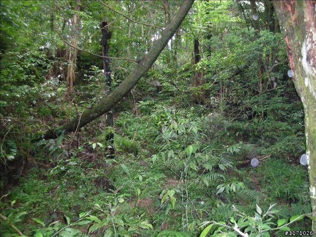 西坑越嶺  (探勘篇)