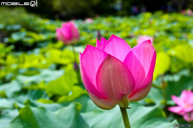當500D 遇上 17-40mm f4 L USM