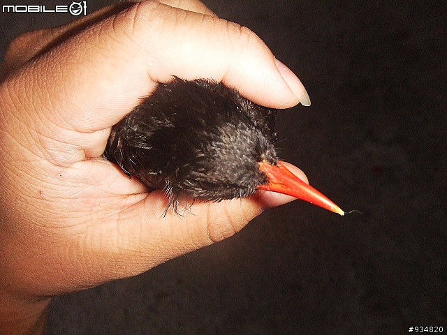 貼一些鳥鳥