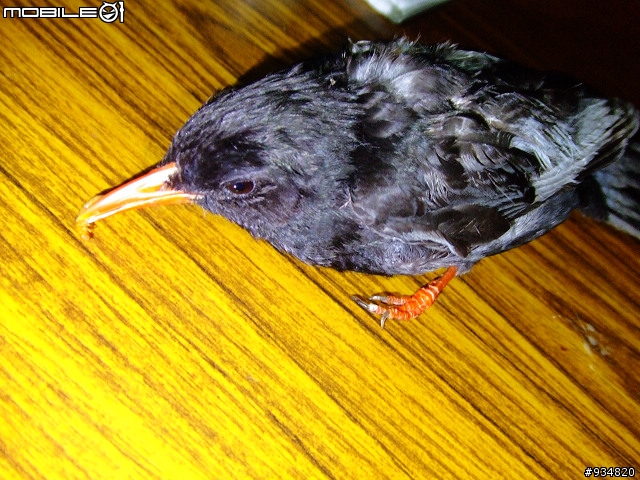 貼一些鳥鳥