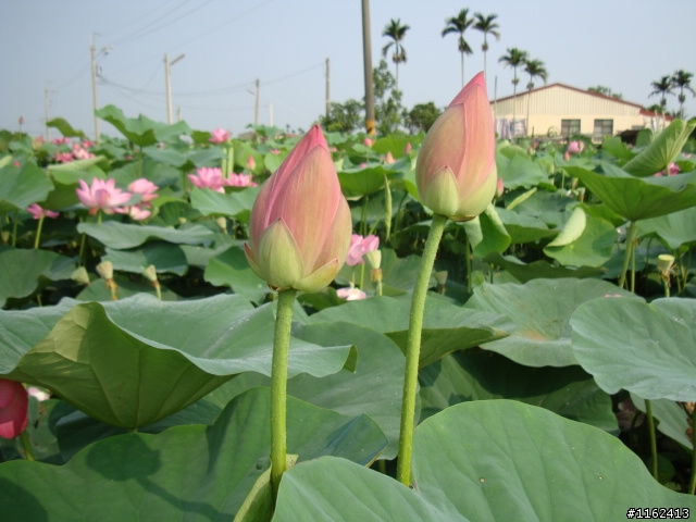 蓮花盛開季節-白河之旅
