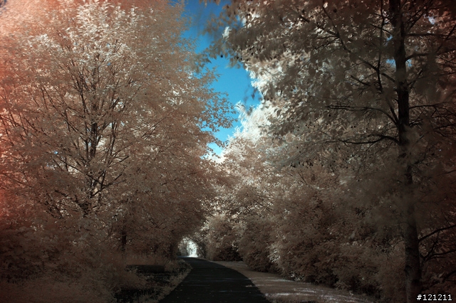 誰說Canon不能紅外線攝影，Canon EOS 5D + Hoya R72