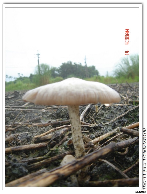 請問菇菇達人~這是那種菇類(以更新圖片)