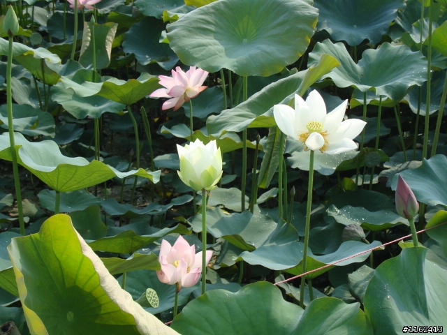 蓮花盛開季節-白河之旅
