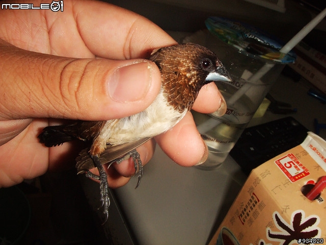 貼一些鳥鳥