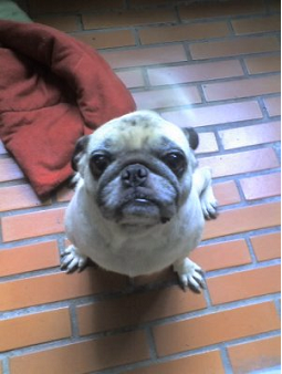 (代貼)林口...巴戈犬走失,已有善心人仕抱回主人身邊