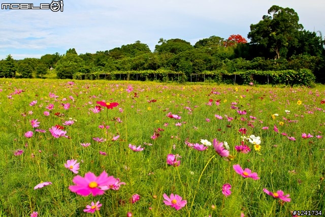 當500D 遇上 17-40mm f4 L USM